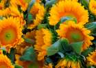 USA, Indiana, Fishers. A bouquet of yellow sunflowers. Art Print